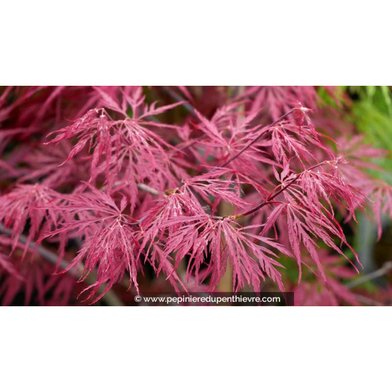 ACER palmatum 'Garnet' - Printemps