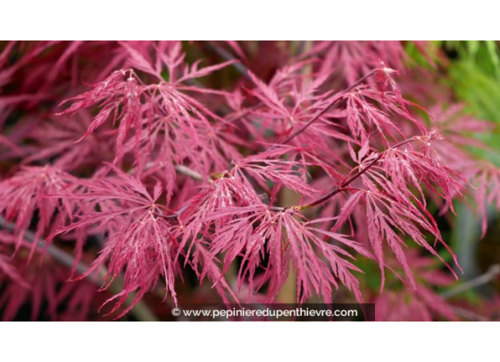 ACER palmatum 'Garnet' - Printemps