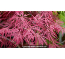 ACER palmatum 'Garnet' - Printemps ACER palmatum 'Garnet' - Printemps