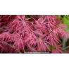ACER palmatum \'Garnet\'