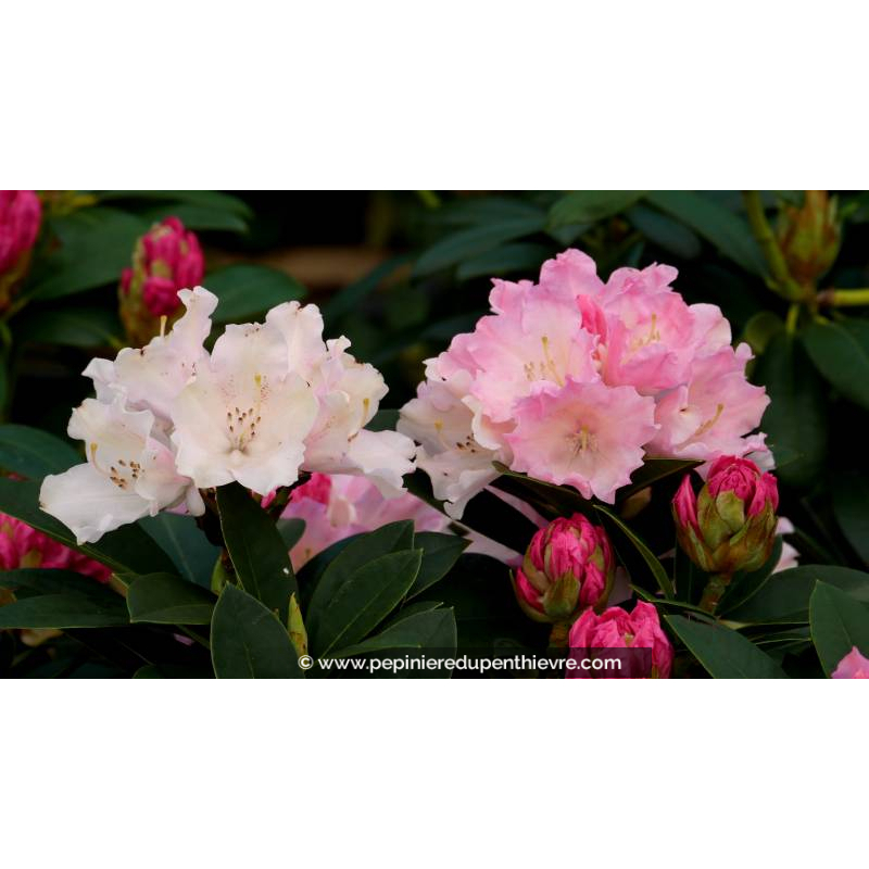 RHODODENDRON nain 'Dreamland' (rose) - Printemps