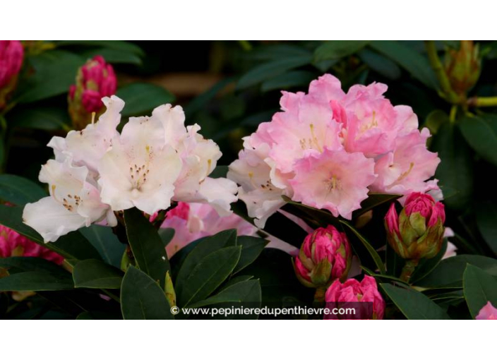 RHODODENDRON nain 'Dreamland' (rose) - Printemps