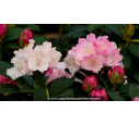 RHODODENDRON nain 'Dreamland' (rose) - Printemps RHODODENDRON nain 'Dreamland' (rose) - Printemps