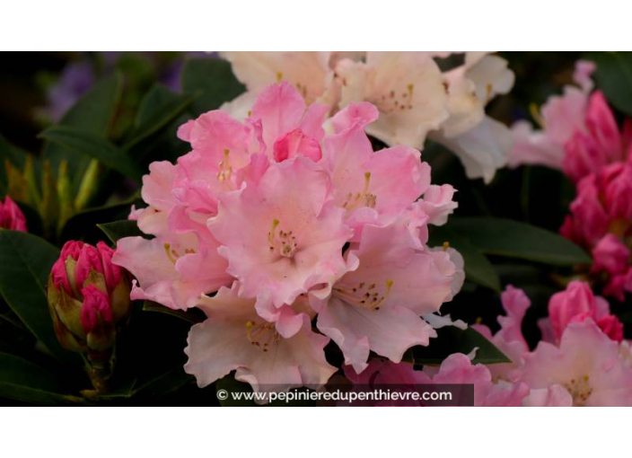 RHODODENDRON nain 'Dreamland' (rose) - Printemps RHODODENDRON nain 'Dreamland' (rose) - Printemps