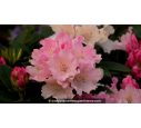 RHODODENDRON nain 'Dreamland' (rose) - Printemps RHODODENDRON nain 'Dreamland' (rose) - Printemps