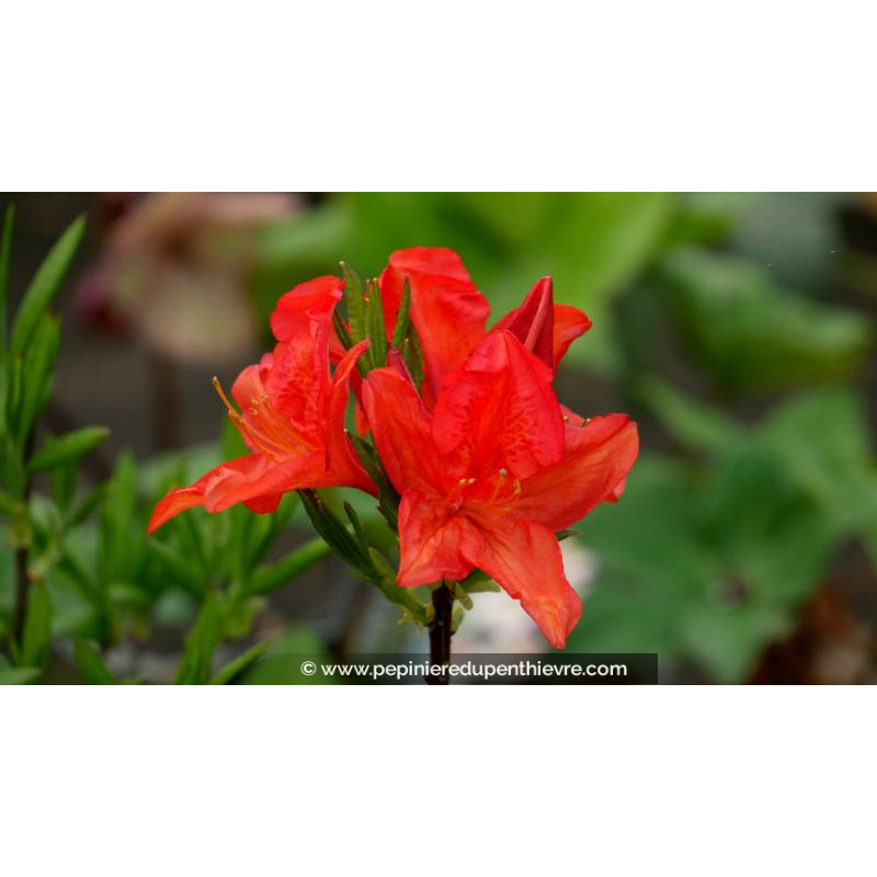 AZALEA mollis 'Saturnus' (rouge orangé) - Printemps