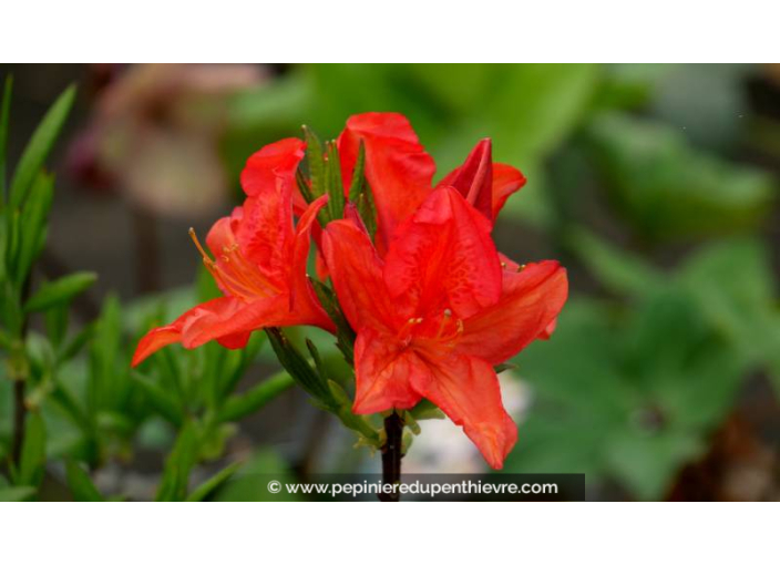 AZALEA mollis 'Saturnus' (rouge orangé) - Printemps