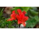 AZALEA mollis 'Saturnus' (rouge orangé) - Printemps