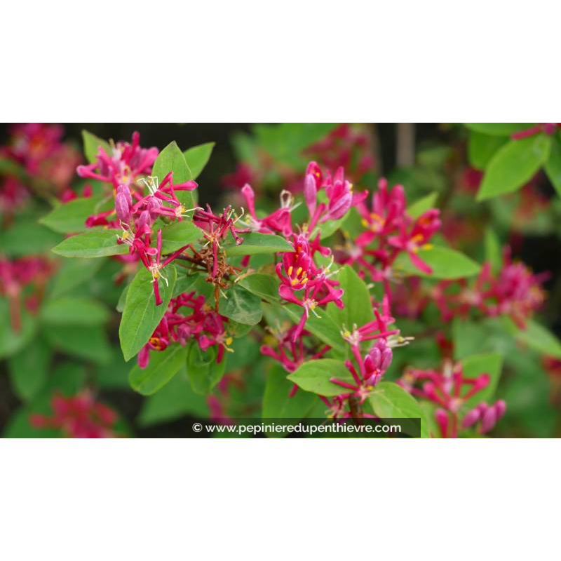 LONICERA tatarica 'Hack's Red' - Printemps