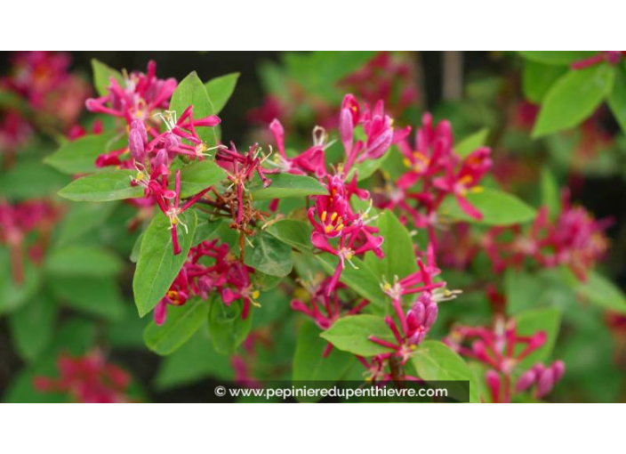 LONICERA tatarica 'Hack's Red' - Printemps