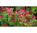 LONICERA tatarica 'Hack's Red' - Printemps LONICERA tatarica 'Hack's Red' - Printemps