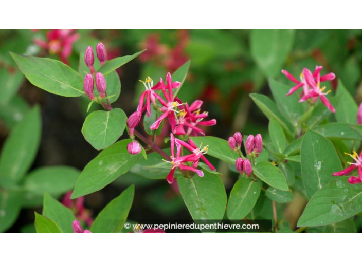 LONICERA tatarica 'Hack's Red' - Printemps LONICERA tatarica 'Hack's Red' - Printemps