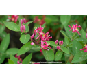 LONICERA tatarica 'Hack's Red' - Printemps LONICERA tatarica 'Hack's Red' - Printemps