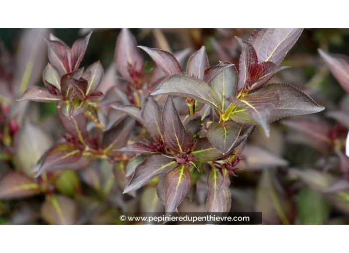 WEIGELA florida 'Alexandra', rose intense - Pépinière du Penthièvre WEIGELA florida 'Alexandra', rose intense - Pépinière du Penthièvre