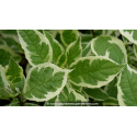 CORNUS alba \'Ivory Halo\'