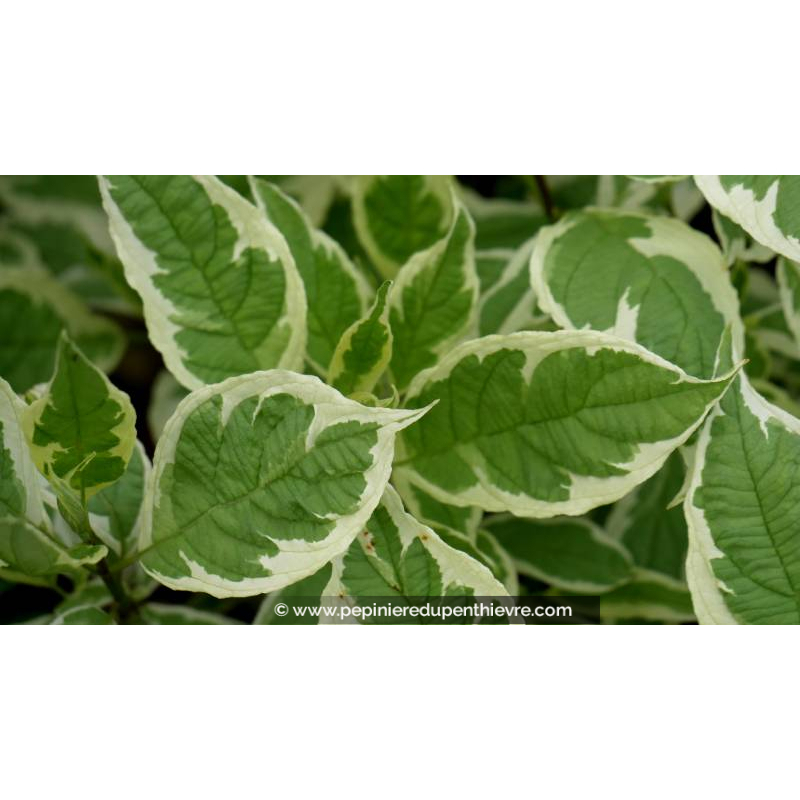 CORNUS alba 'Ivory Halo' - Printemps