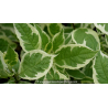 CORNUS alba \'Ivory Halo\'
