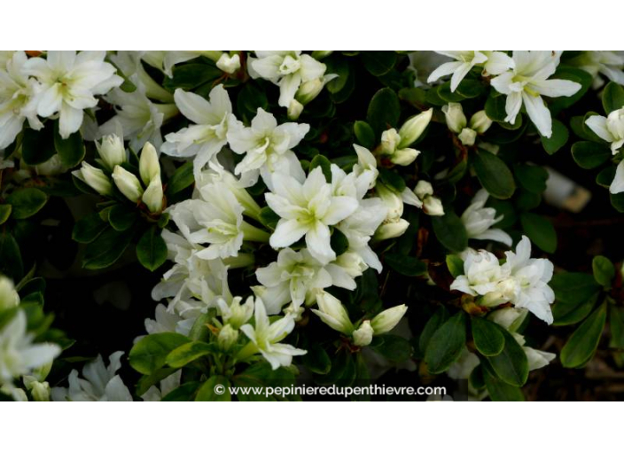 AZALEA japonica 'Adonis' (blanc) - Printemps