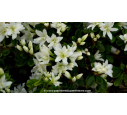 AZALEA japonica 'Adonis' (blanc) - Printemps
