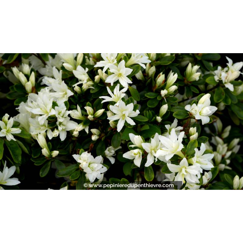 AZALEA japonica 'Adonis' (blanc) - Printemps