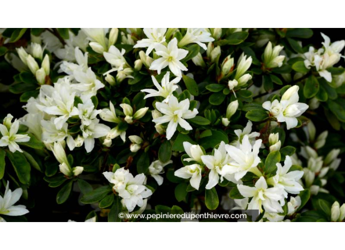 AZALEA japonica 'Adonis' (blanc) - Printemps