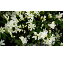 AZALEA japonica 'Adonis' (blanc) - Printemps