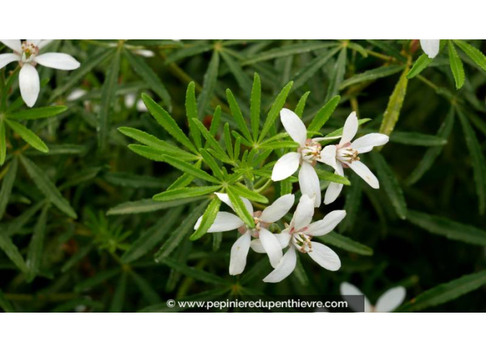 CHOISYA x 'White Dazzler' - Printemps