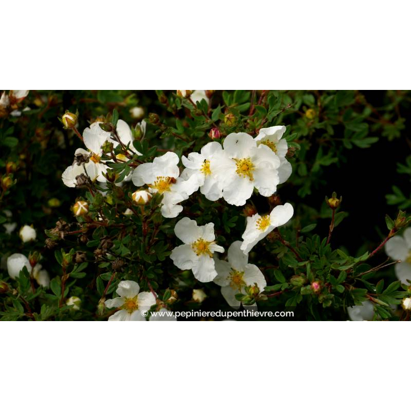 POTENTILLA fruticosa 'Abbotswood' - Printemps