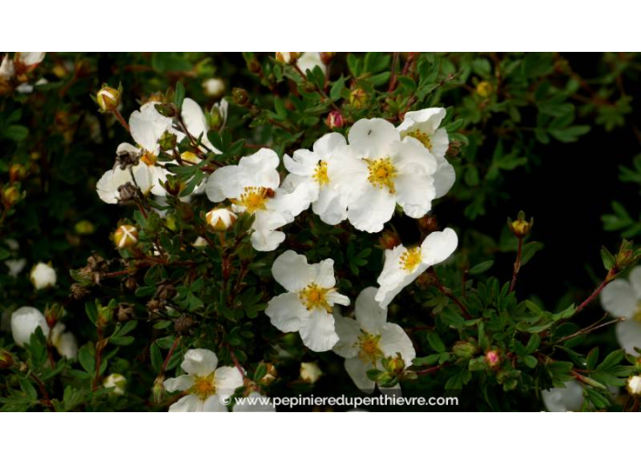 POTENTILLA fruticosa 'Abbotswood' - Printemps