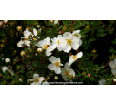 POTENTILLA fruticosa 'Abbotswood' - Printemps