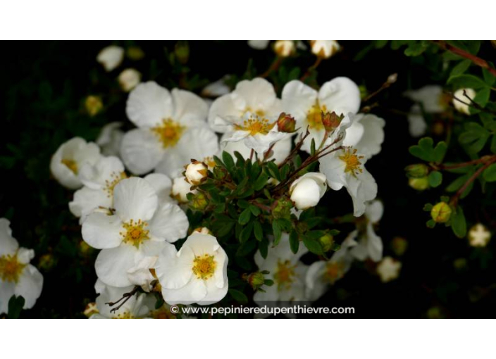 POTENTILLA fruticosa 'Abbotswood' - Printemps