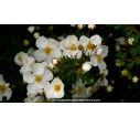 POTENTILLA fruticosa 'Abbotswood' - Printemps