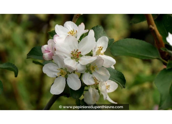 POMMIER 'Reinette Blanche du Canada' - Printemps