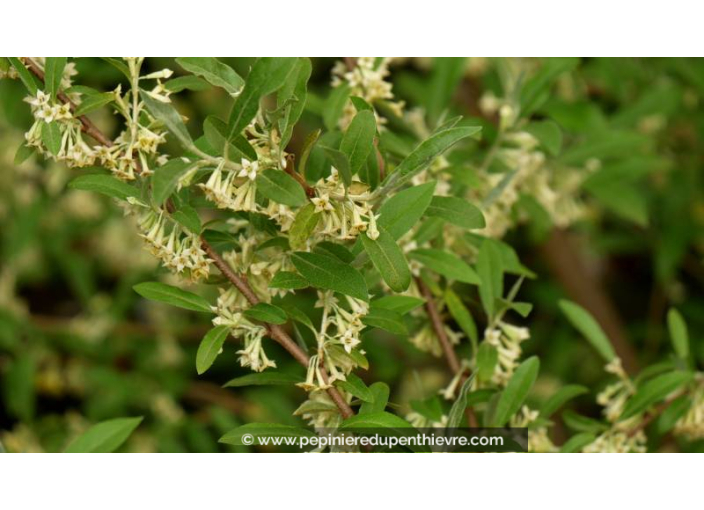 ELAEAGNUS umbellata - Printemps