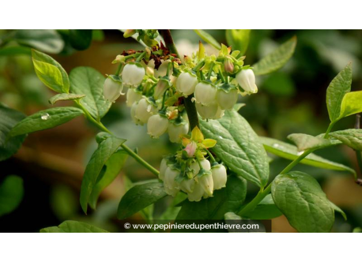 MYRTILLIER 'Patriot' - Printemps