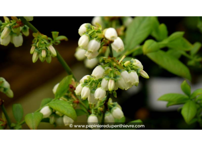 MYRTILLIER 'Jersey' - Printemps