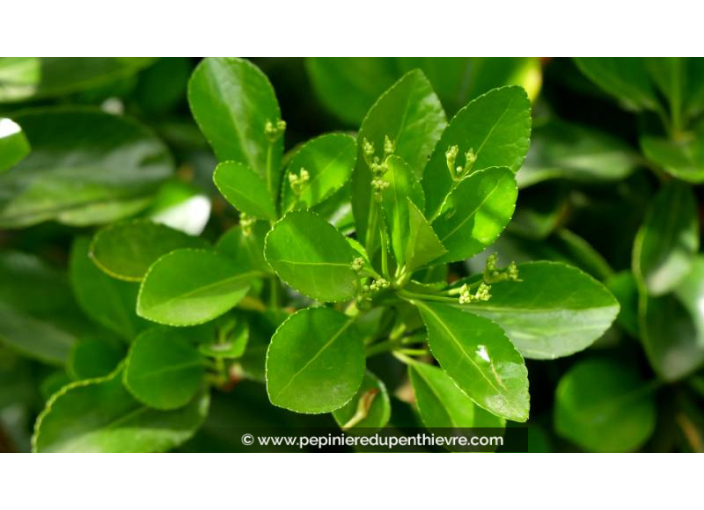 EUONYMUS japonicus - Printemps