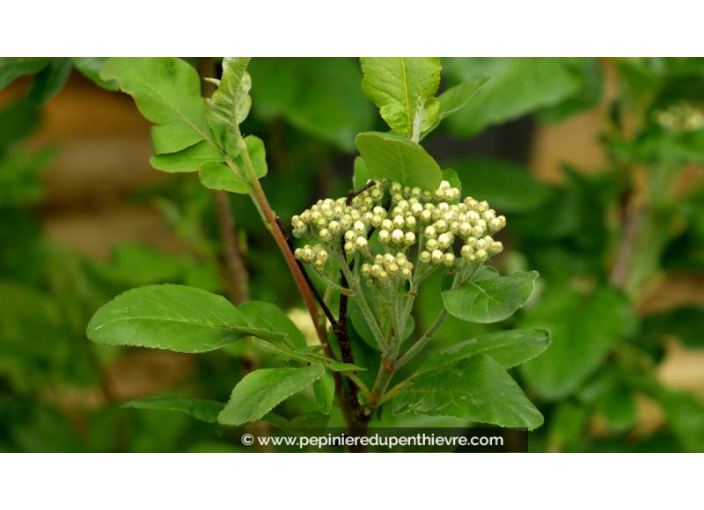 SORBIER À GROS FRUITS - SORBUS 'Burka' - Printemps