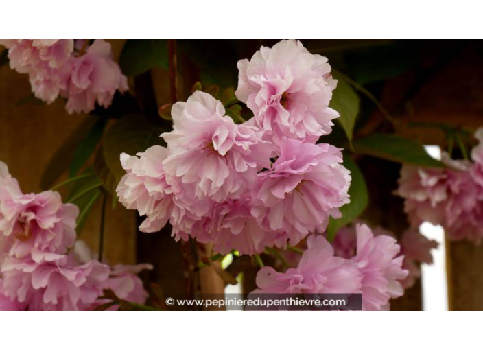 PRUNUS serrulata 'Kanzan' - Printemps