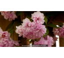 PRUNUS serrulata 'Kanzan' - Printemps