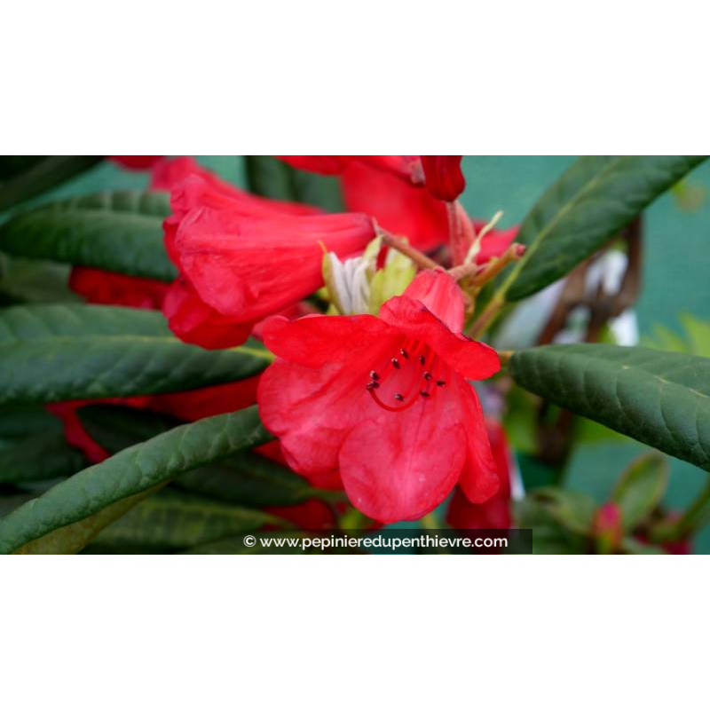 RHODODENDRON nain 'Elisabeth' (rouge) - Printemps