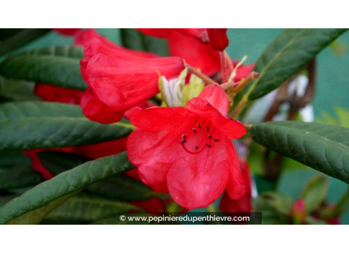 RHODODENDRON nain 'Elisabeth' (rouge) - Printemps
