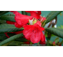 RHODODENDRON nain 'Elisabeth' (rouge) - Printemps RHODODENDRON nain 'Elisabeth' (rouge) - Printemps