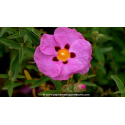 CISTUS x purpureus