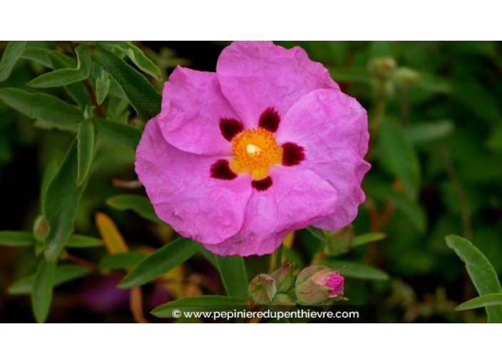 CISTUS x purpureus - Printemps