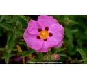 CISTUS x purpureus - Printemps CISTUS x purpureus - Printemps