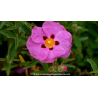 CISTUS x purpureus