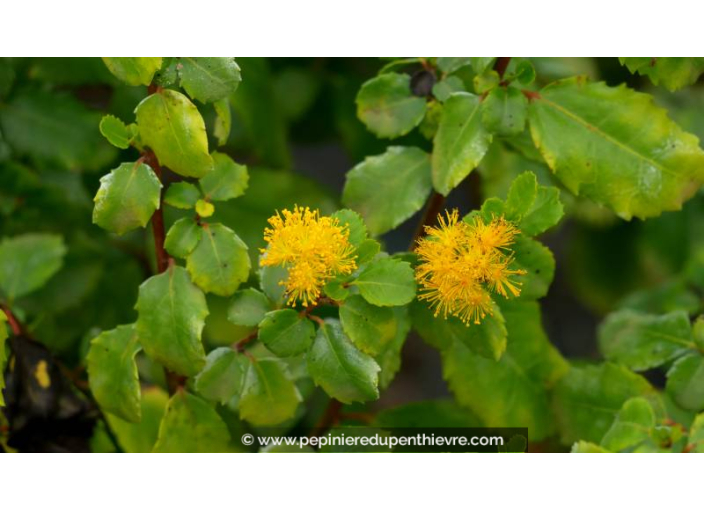 AZARA dentata - Printemps AZARA dentata - Printemps