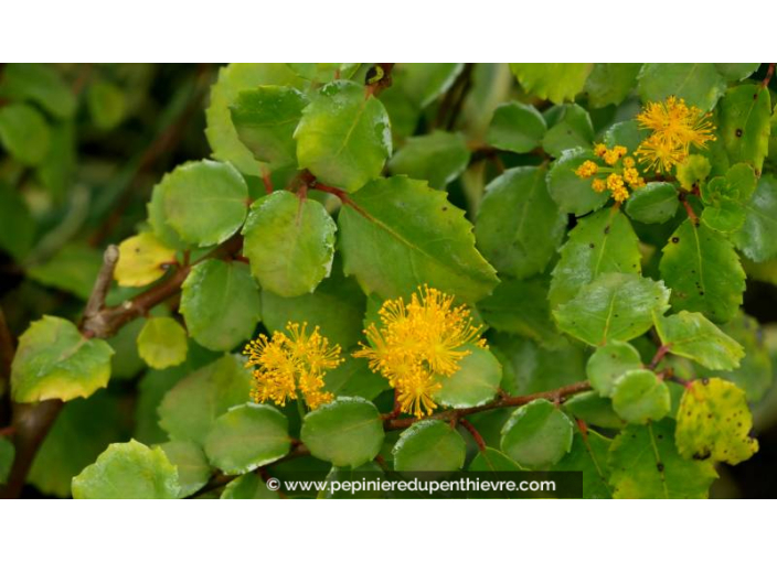AZARA dentata - Printemps AZARA dentata - Printemps