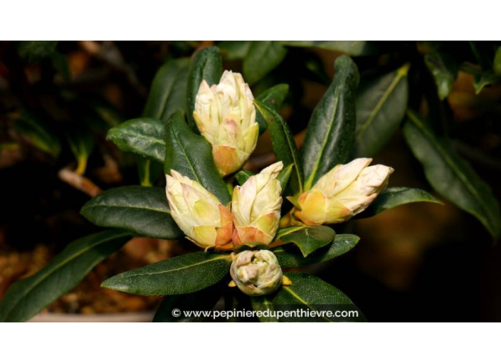 RHODODENDRON nain 'Dora Amateis' (blanc) - Printemps RHODODENDRON nain 'Dora Amateis' (blanc) - Printemps